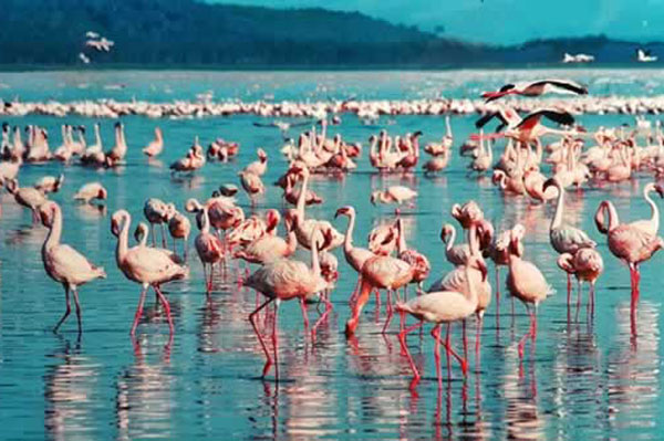 Pink flamingo 1484781_640